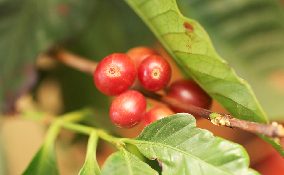 コーヒーの木の実が熟してきました。