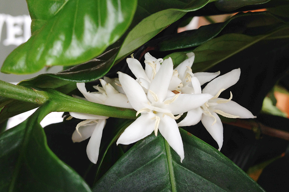 白くてきれいなコーヒーの花