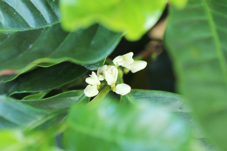 白くてきれいなコーヒーの花